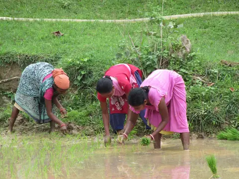Kisan tribe ladies working 