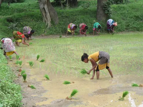 kisan lady planting paddy.