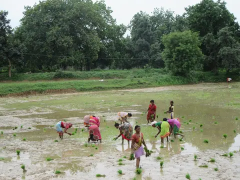 Kisan tribe farming
