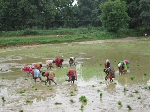 Kisan tribe farming 