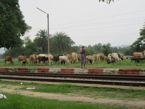 Kisan  cows