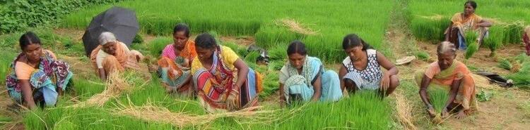 କିଶାନ୍‌ ମାଏଁକିନିଆର୍‌ ପାଢ଼ା ଚାଡ଼ାଲ୍‌ନାଏ